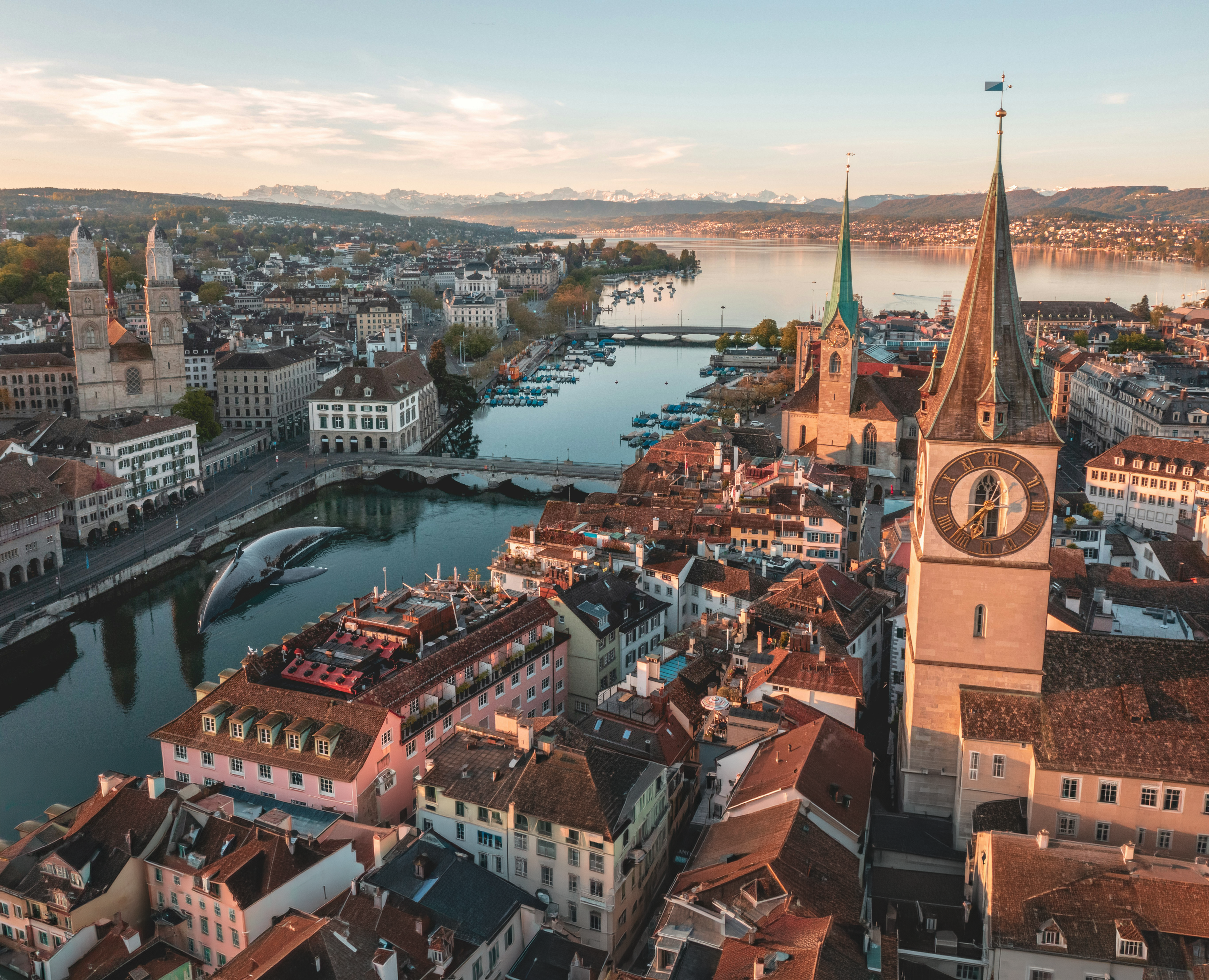 Sensation in Zürich: Wal gesichtet – Tier schwimmt durch städtische Kanäle